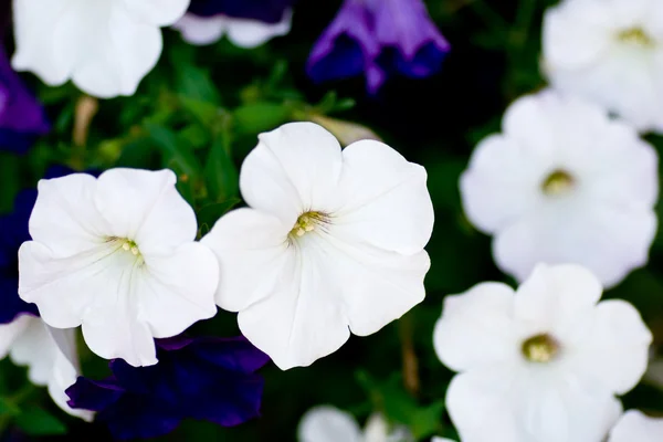ペチュニアの花 — ストック写真