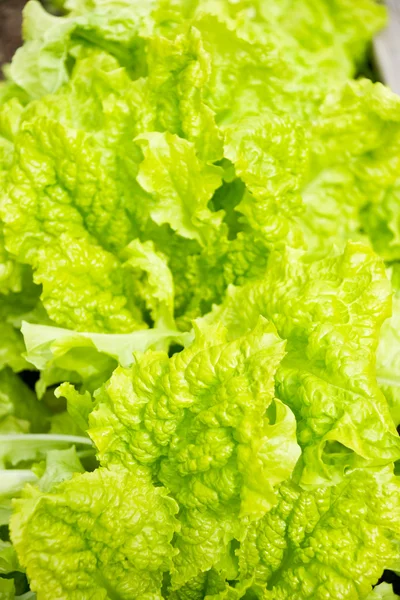 新鲜绿色生菜沙拉 — 图库照片