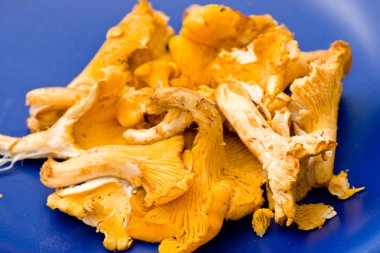 Sarı Cantharellus cibarius