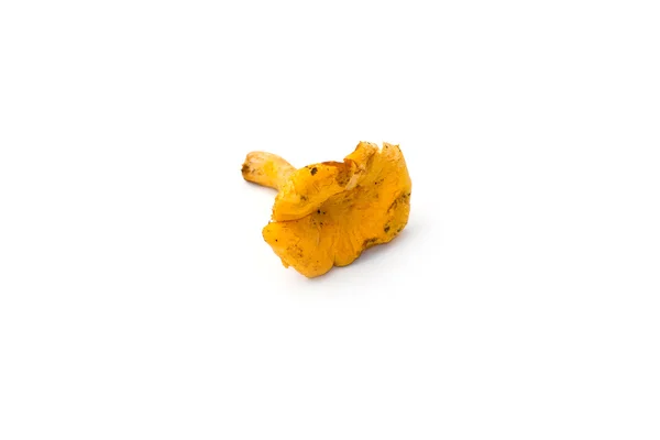 Желтая чантерелла — стоковое фото