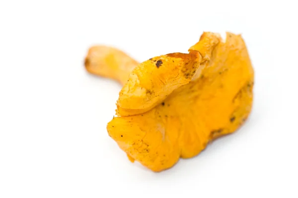 Yellow chanterelle — Stock Photo, Image