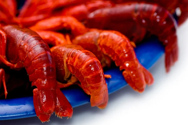 stock image Crayfish