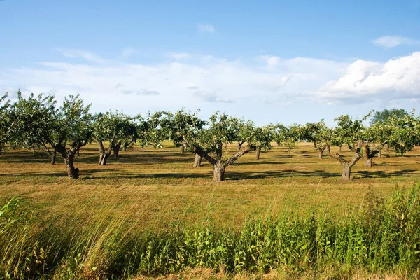 stock image Kivik apple field