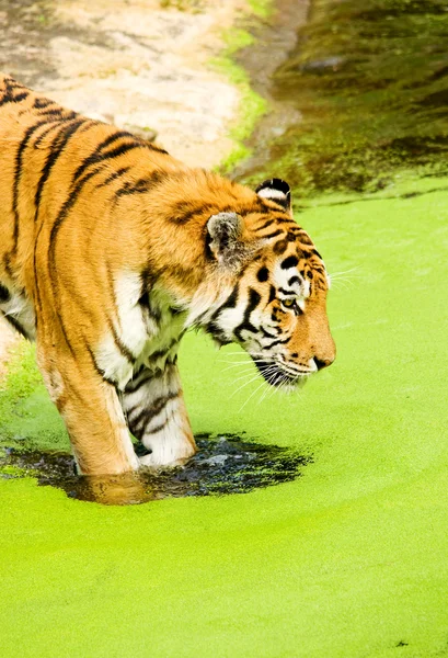 Tigre Panthera tigris altaica —  Fotos de Stock