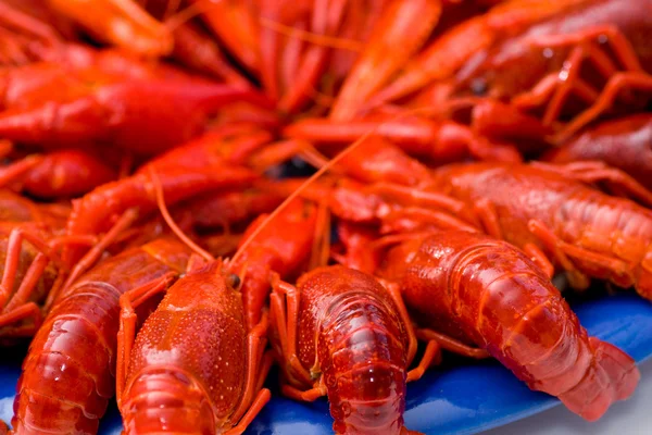 stock image Crayfish