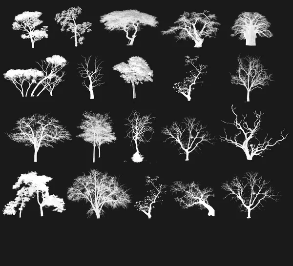 stock image Tree selection