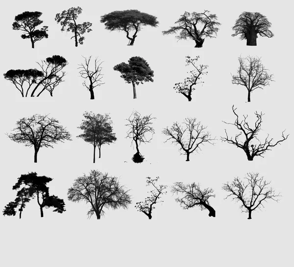 stock image Tree selection