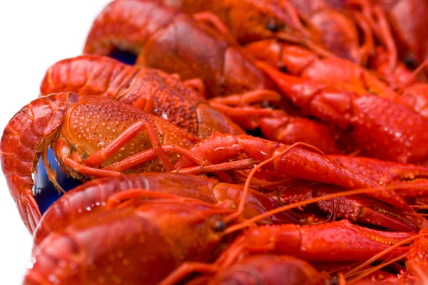 stock image Crayfish