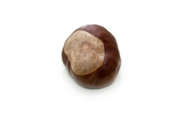 Chest nut — Stock Photo, Image