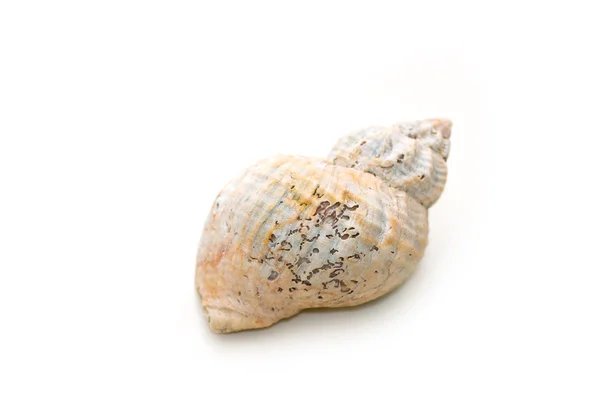 Concha marinha — Fotografia de Stock