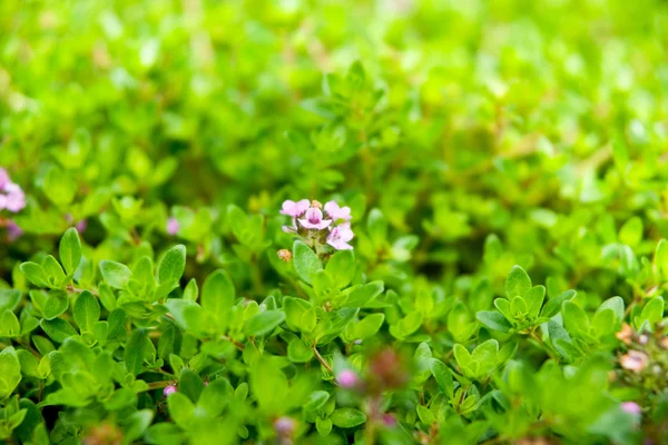 stock image Fresh thyme, close-up