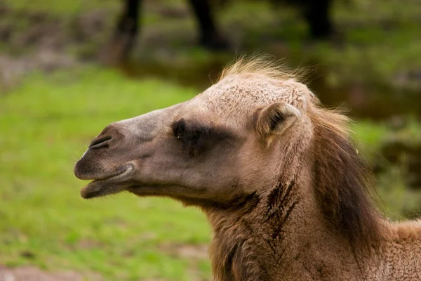 Camelus bactrianus — Fotografia de Stock