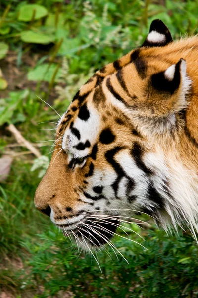 Tiger Panthera tigris altaica — Stock Photo, Image