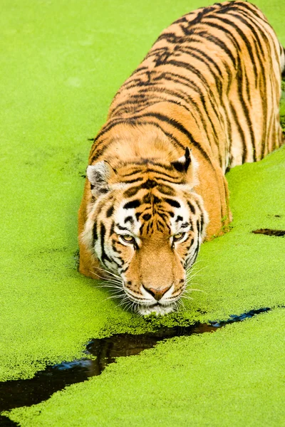 Tigre Panthera tigris altaica — Foto de Stock