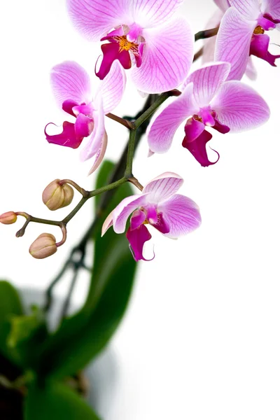 Pink orchid on white background — Stock Photo, Image