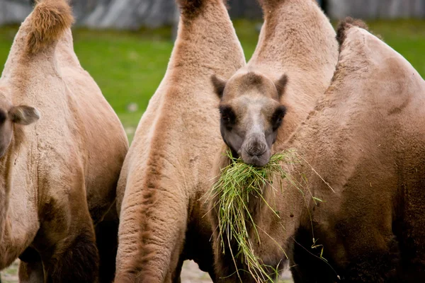 Camelus bactrianus — Stockfoto