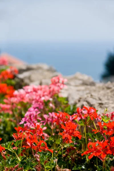 Flowers in Amalfi — Stock Photo, Image