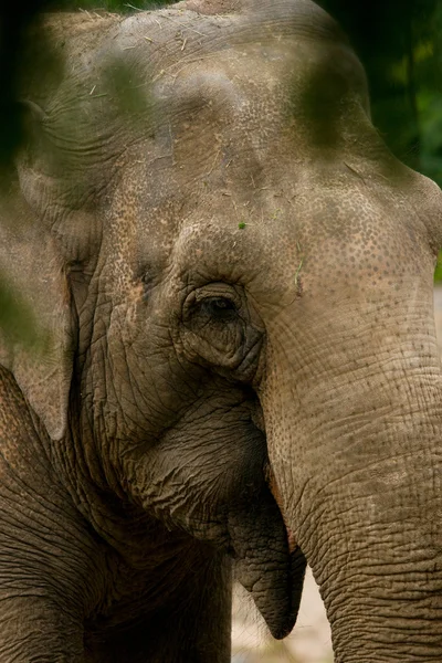 Elephas maximus — Zdjęcie stockowe