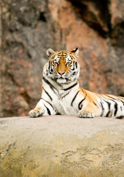 Tiger Panthera tigris altaica — Stock Photo, Image