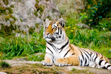 Tiger Panthera tigris altaica clipart