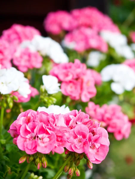 stock image Pelargonium flowers bouquet, natural background