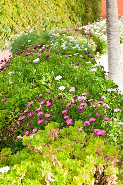 stock image Flower garden