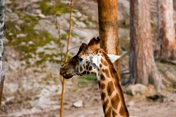 Giraffa zsiráf — Stock Fotó