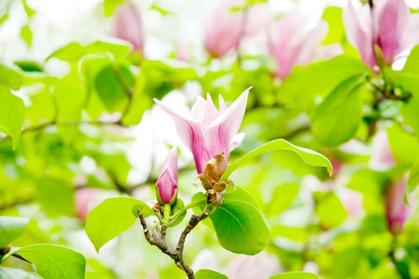 Magnolia soulangeana (piattino magnolia ) — Foto Stock
