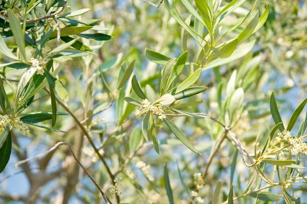Olive branch — Fotografie, imagine de stoc