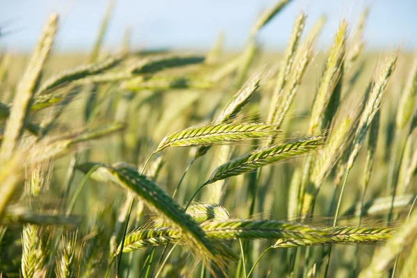 Field of golden wheat — Stock Photo, Image