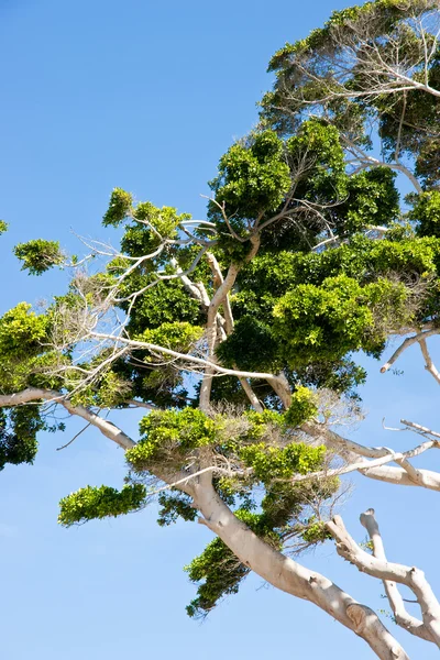 Eucalyptus tree — Stock Photo, Image
