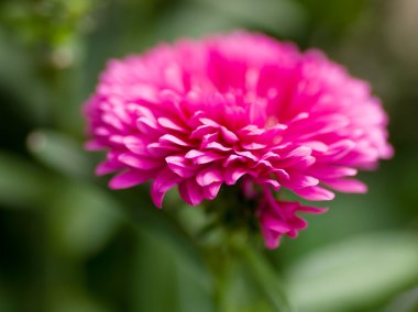 Aster novi-belgii