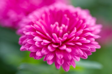 Aster novi-belgii