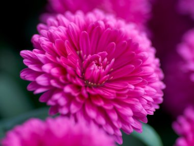 Aster novi-belgii