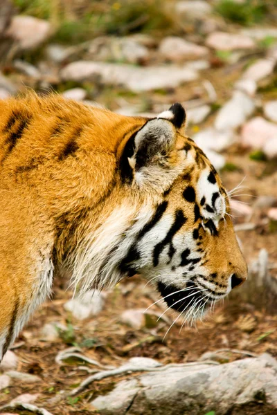 Panthera τίγρη τίγρη altaica — Φωτογραφία Αρχείου