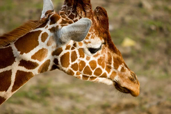 Girafa camelopardalis — Fotografia de Stock