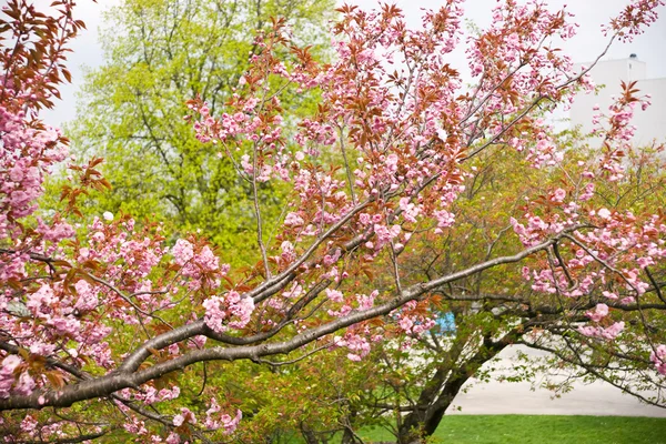 Cherry blossom background — Stock Photo, Image