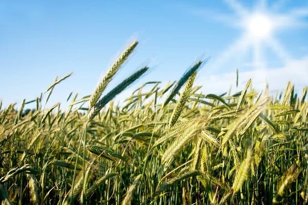 Feld aus goldenem Weizen — Stockfoto