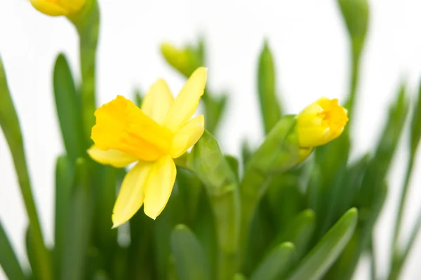 Stock image Easter lillys isolated