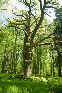 Old oak tree in swedish forest clipart