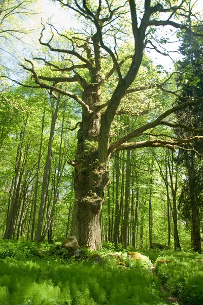 Eski meşe ağacının İsveç orman — Stok fotoğraf