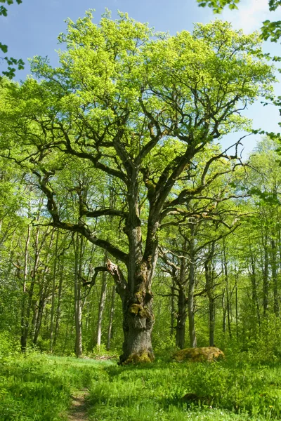 Old oak tree in swedish forest — Stock Photo, Image