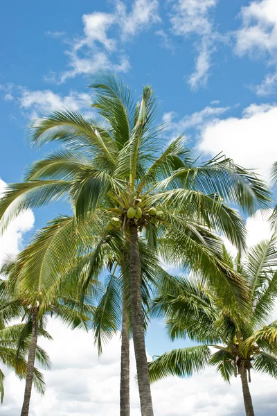 Palm trees — Stock Photo, Image