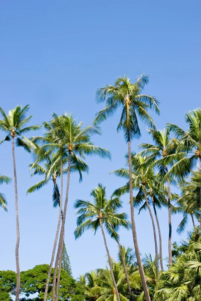 Palmtrees — стокове фото