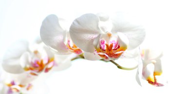 Orchideen clipart