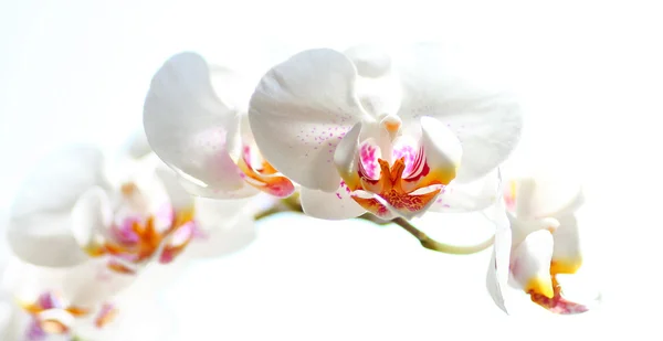 Orchideen Royalty Free Stock Obrázky