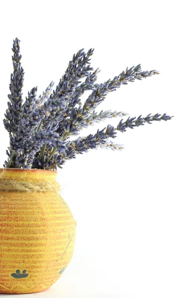 stock image Lavendel