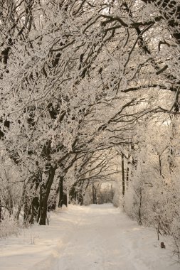 Allee im kış