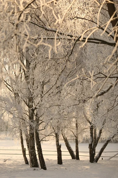 Winterlicht — ストック写真