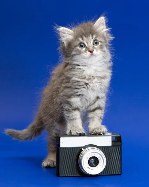 Gray kitten and camera — Stock Photo, Image